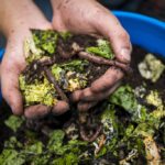 Home 12 What Not to Put in Compost?