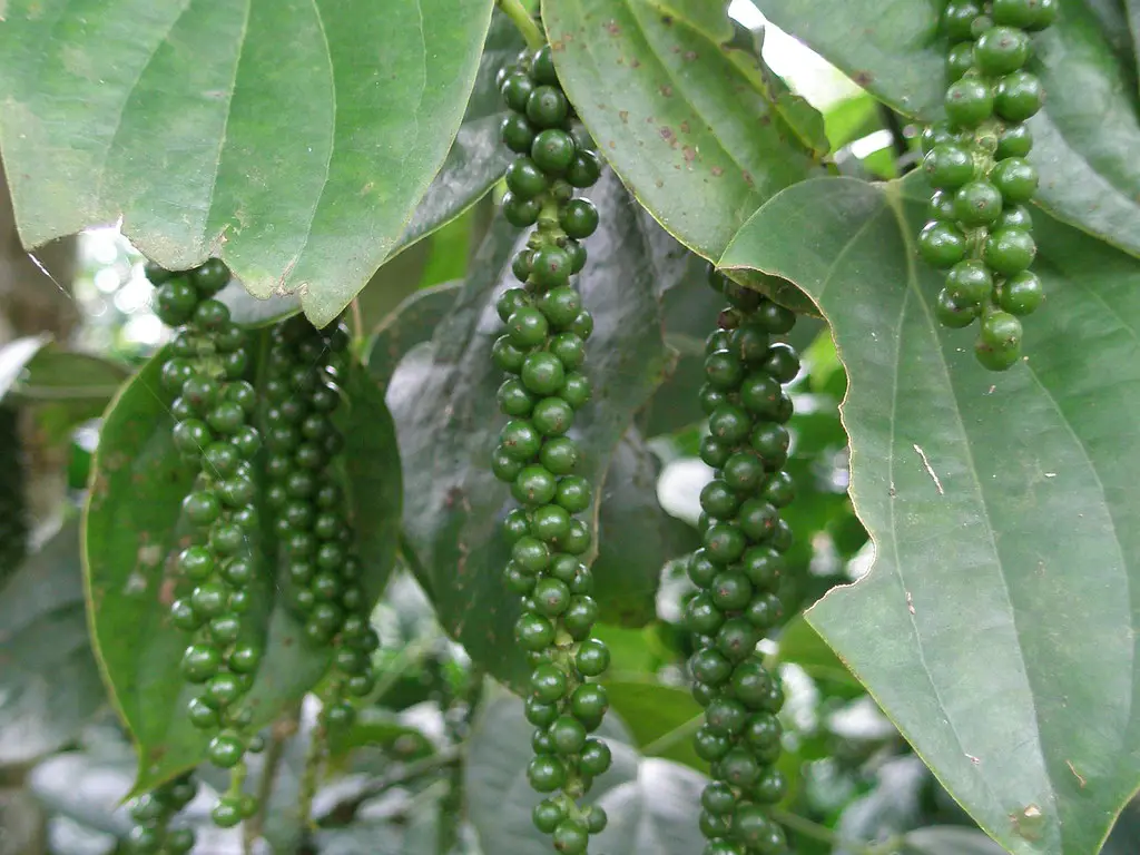 Black Pepper Seeds for Planting: A Comprehensive Guide