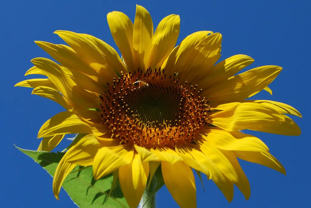 How Long Do Mammoth Sunflowers Take to Grow?