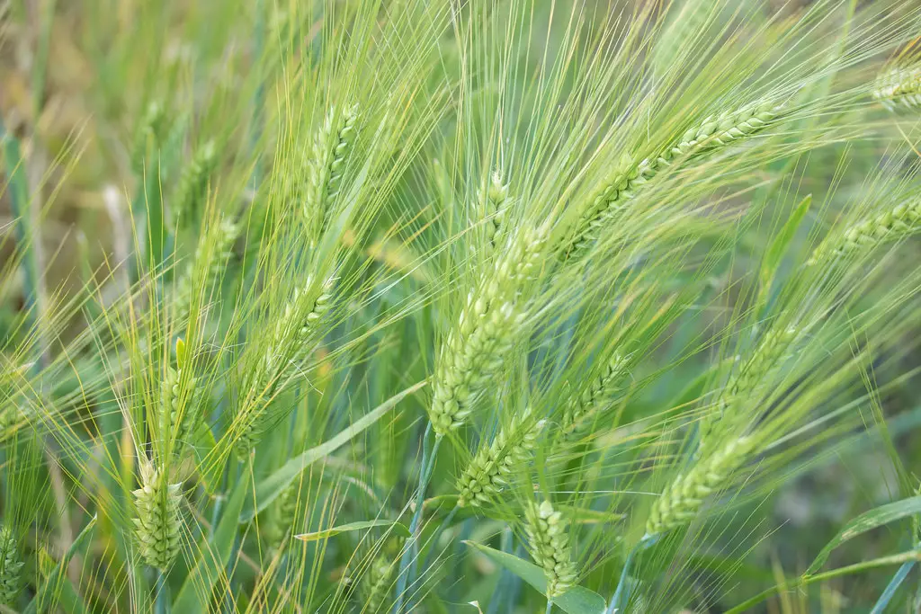 Barley Seeds for Sprouting: A Nutritional Powerhouse and How to Grow Them