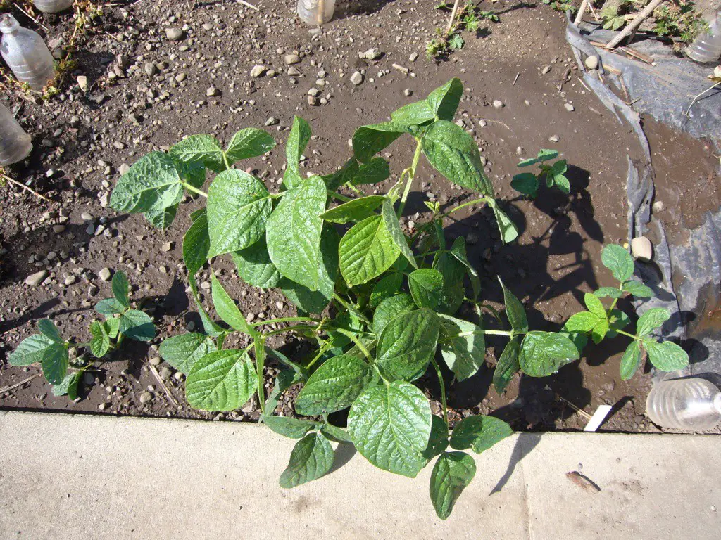 The Ultimate Guide to Edamame Seeds for Planting