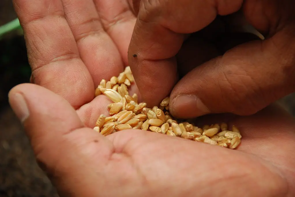 Barley Seeds for Planting: A Comprehensive Guide