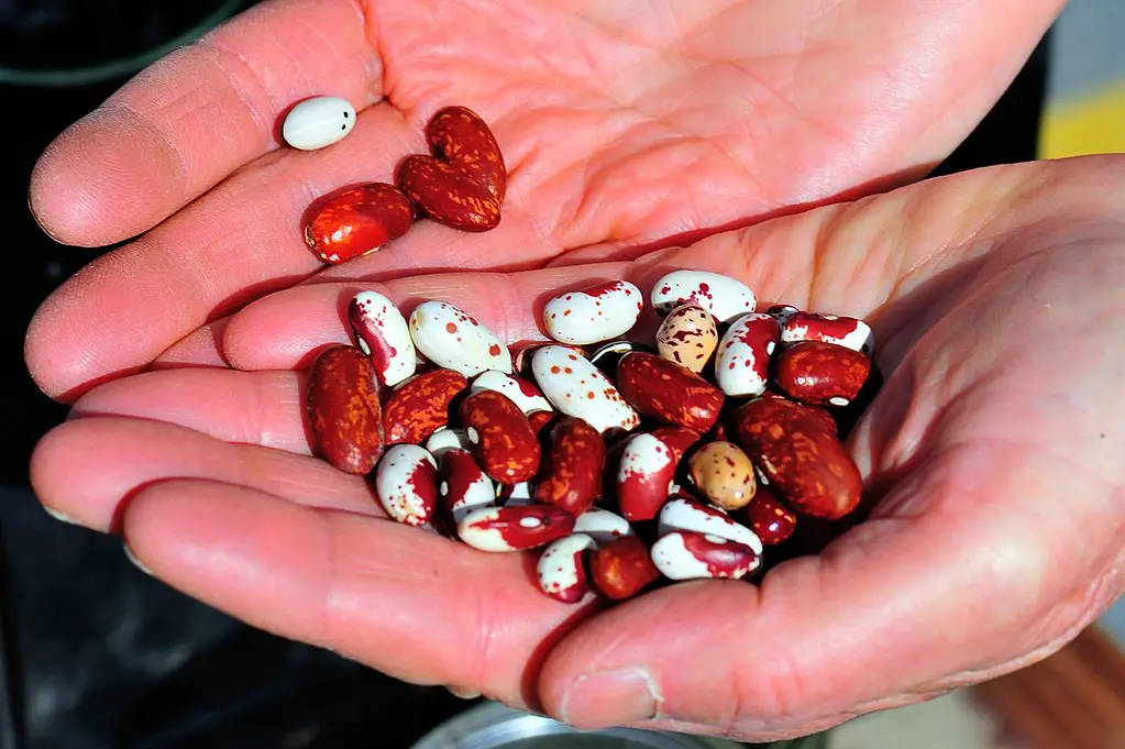 Bean Seeds for Planting: A Comprehensive Guide to Growing Your Own Beans