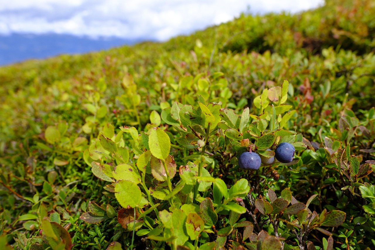 Top 7 Fruit-Bearing Shrubs for Backyard Gardens
