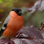 Plan Your Garden with Our Free Seed Starting Calculator