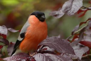 Home 16 Plan Your Garden with Our Free Seed Starting Calculator