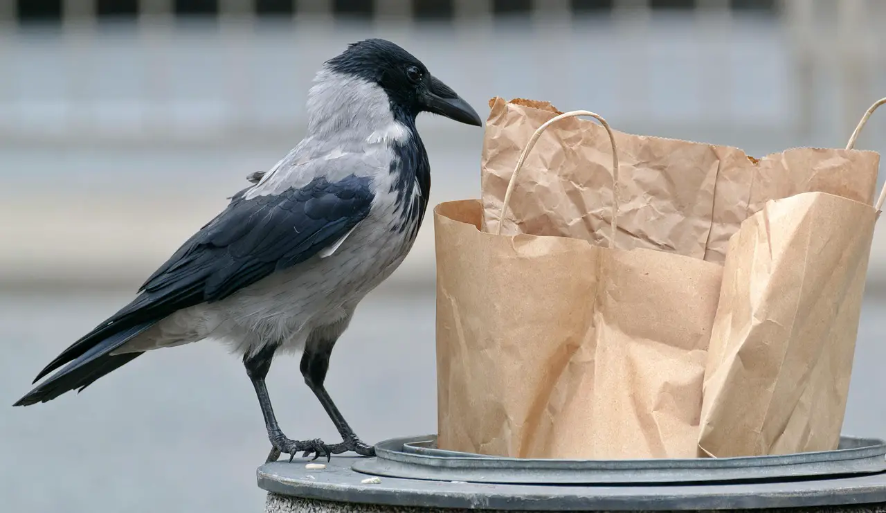 Can You Compost Brown Paper Bags? A Comprehensive Guide