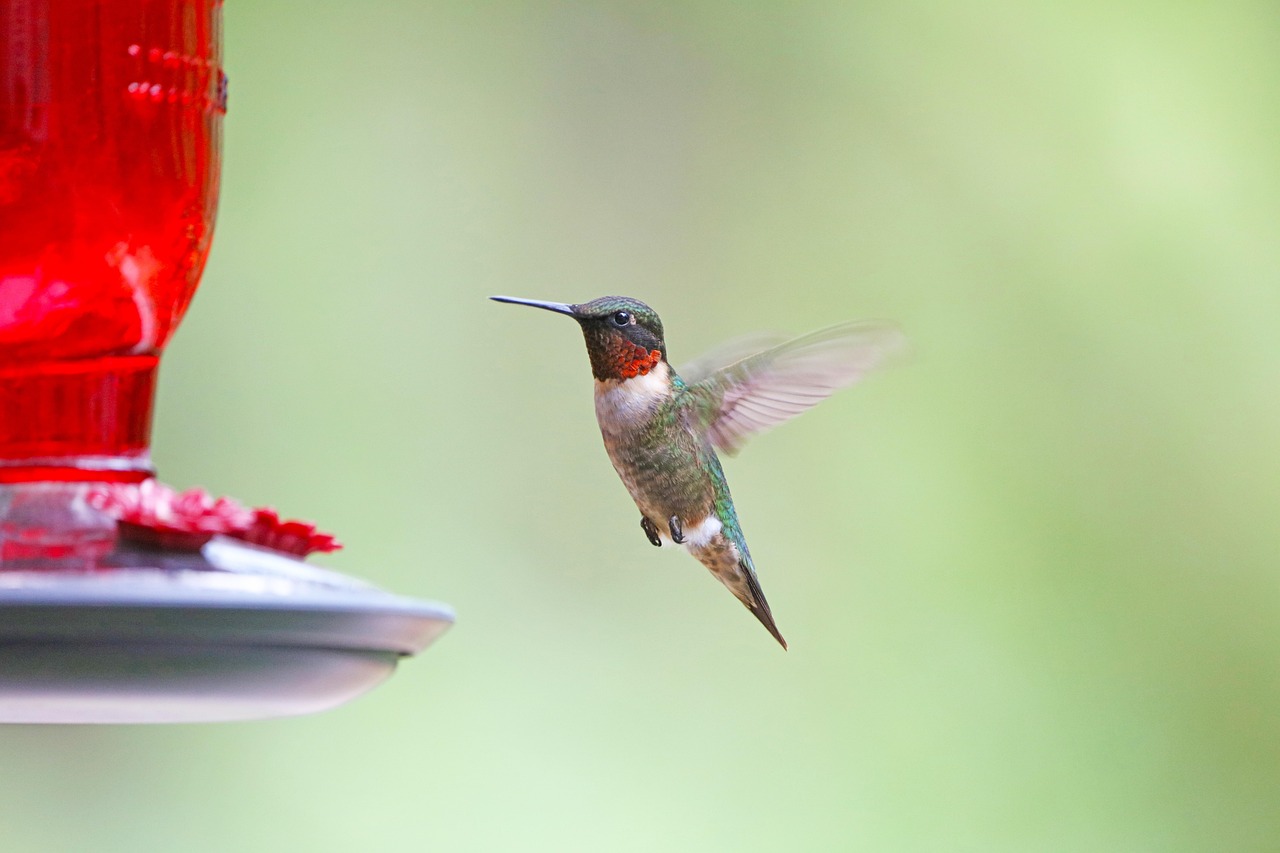 6 DIY Bird Feeders That Add Life to Your Garden