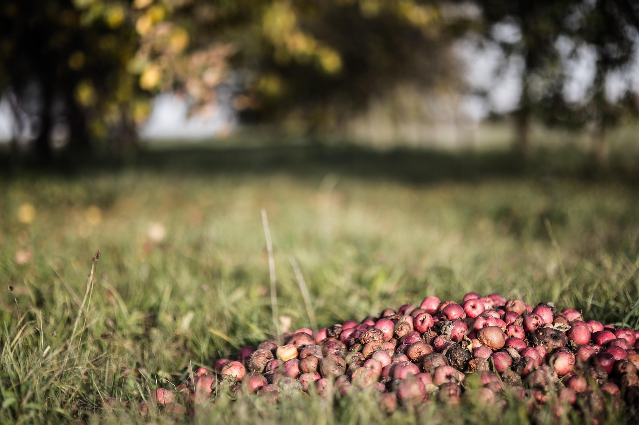 7 Common Composting Mistakes and How to Avoid Them