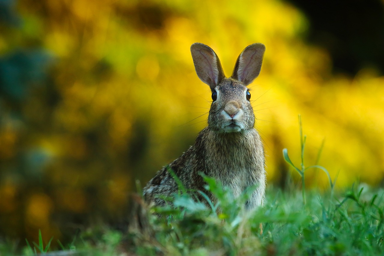 Can You Compost Rabbit Poop? A Comprehensive Guide