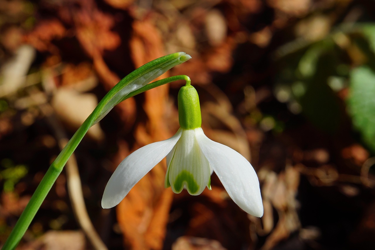 Top 10 Plants to Sow in Spring