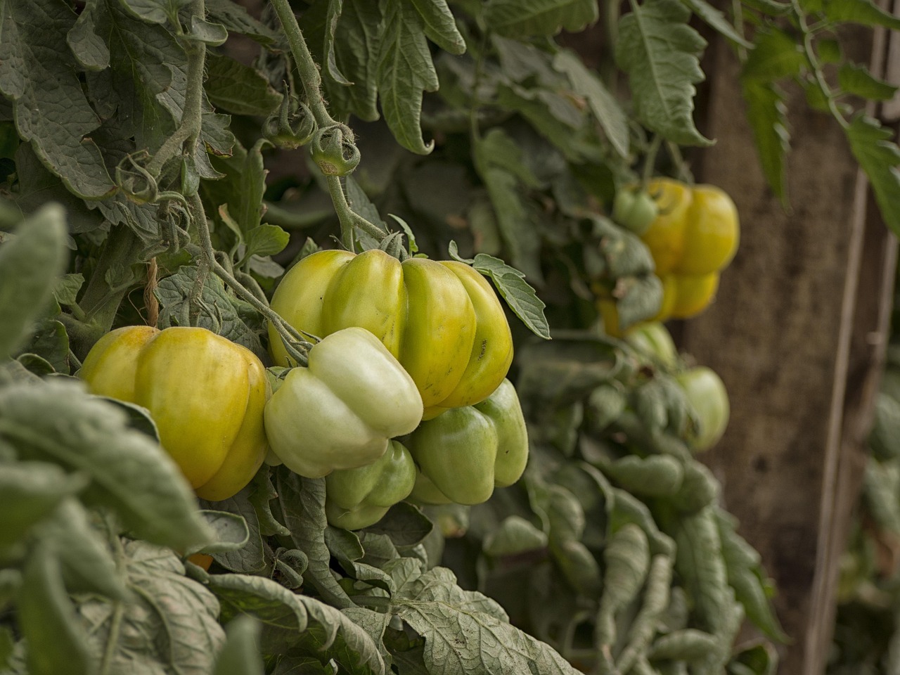 Vegetable Gardening for Beginners: A Comprehensive Guide
