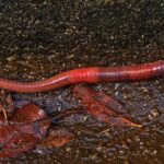 Where to Get Worms for Composting