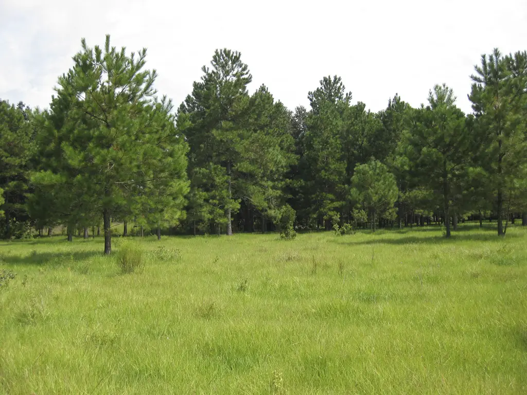 Best Fertilizer for Bahiagrass Pasture: A Comprehensive Guide