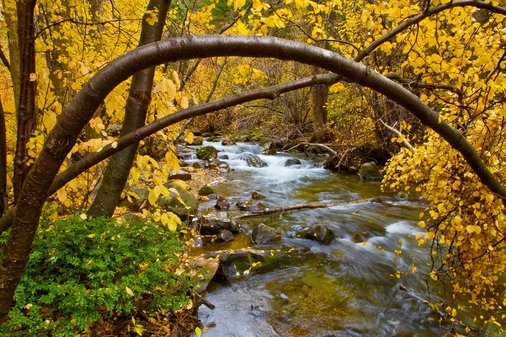 Best Fertilizer for River Birch Trees: A Comprehensive Guide