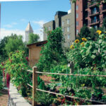 11 Ways Gardening Can Help You Survive an Economic Downturn