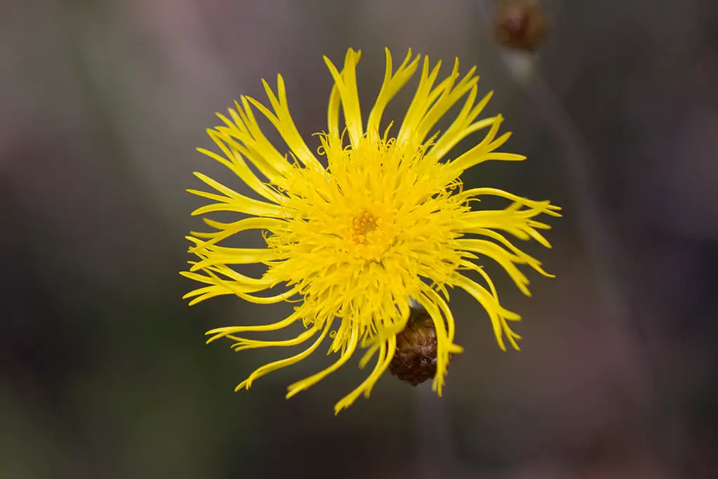 Does copper wire really help plants grow?
