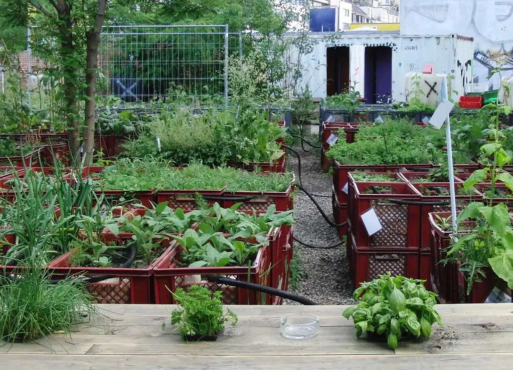 How to Start a Recession Garden: 10 Tips for Beginners