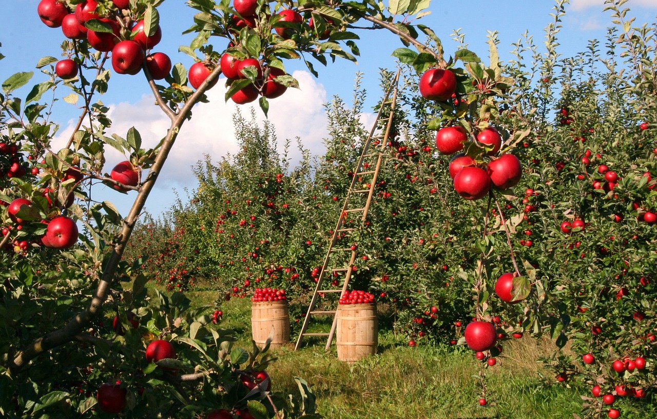 Best Fertilizer for Apple Trees: A Comprehensive Guide