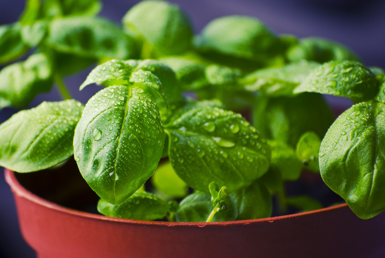 Top 8 Foods to Grow at Home When Money Is Tight