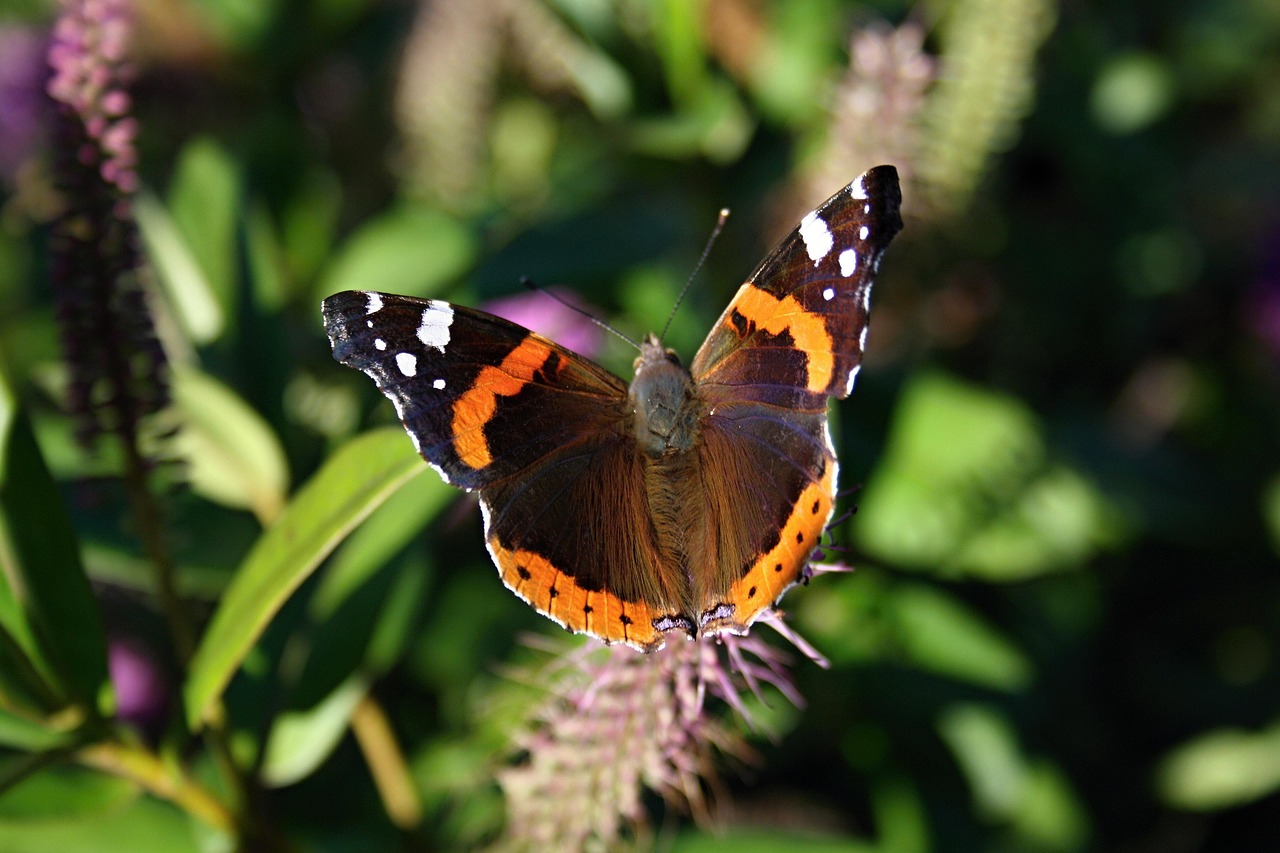 9 Pollinator-Friendly Plants That Attract Bees and Butterflies