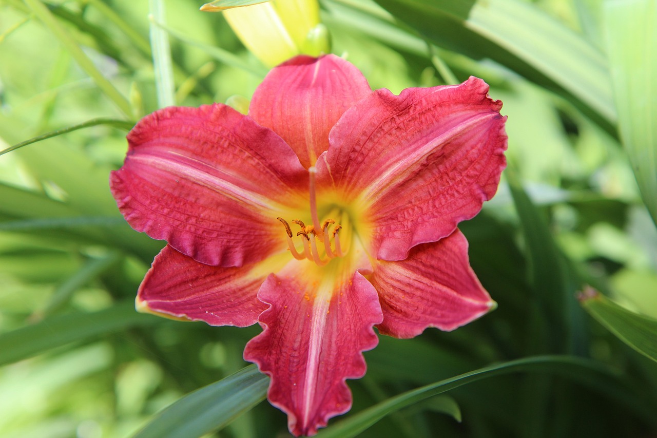 12 Perennial Flowers That Bloom Every Year Without Fail