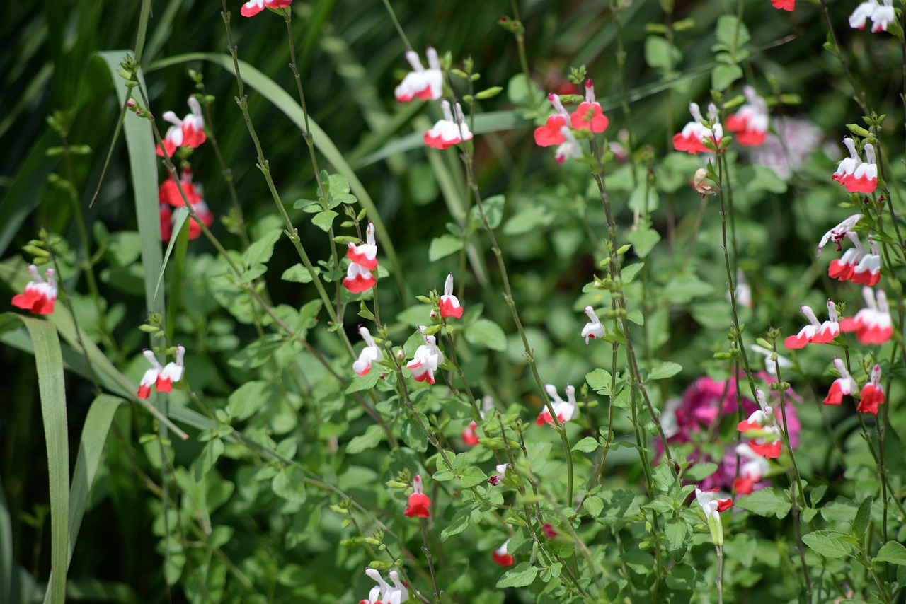 11 Fall Gardening Tasks to Prepare for Winter