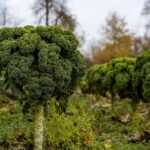 7 Crops That Practically Pay for Themselves During a Recession