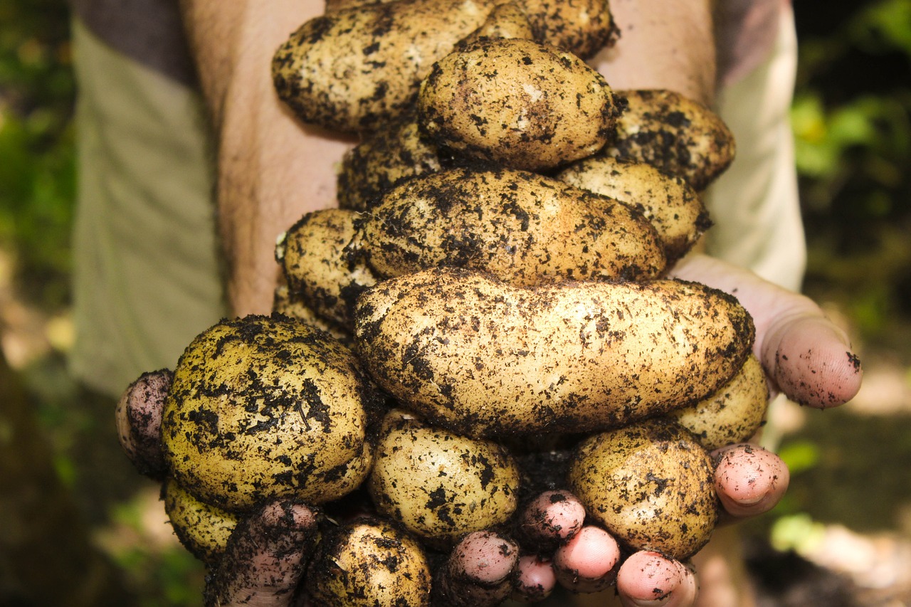 10 Best Vegetables to Grow During a Recession to Save Money