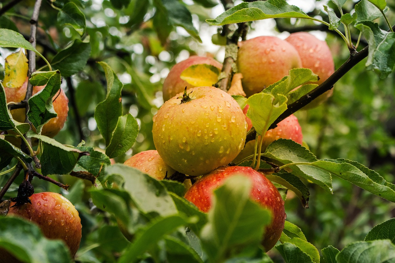 Fall Garden Clean-Up: What to Cut Back and What to Leave