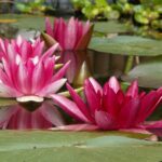 7 Plants That Could Be Attracting Mosquitoes Without You Knowing