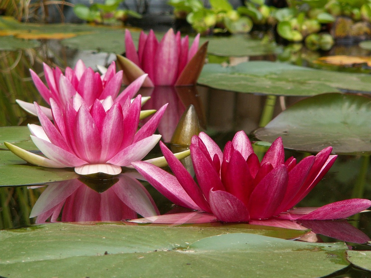 7 Plants That Could Be Attracting Mosquitoes Without You Knowing