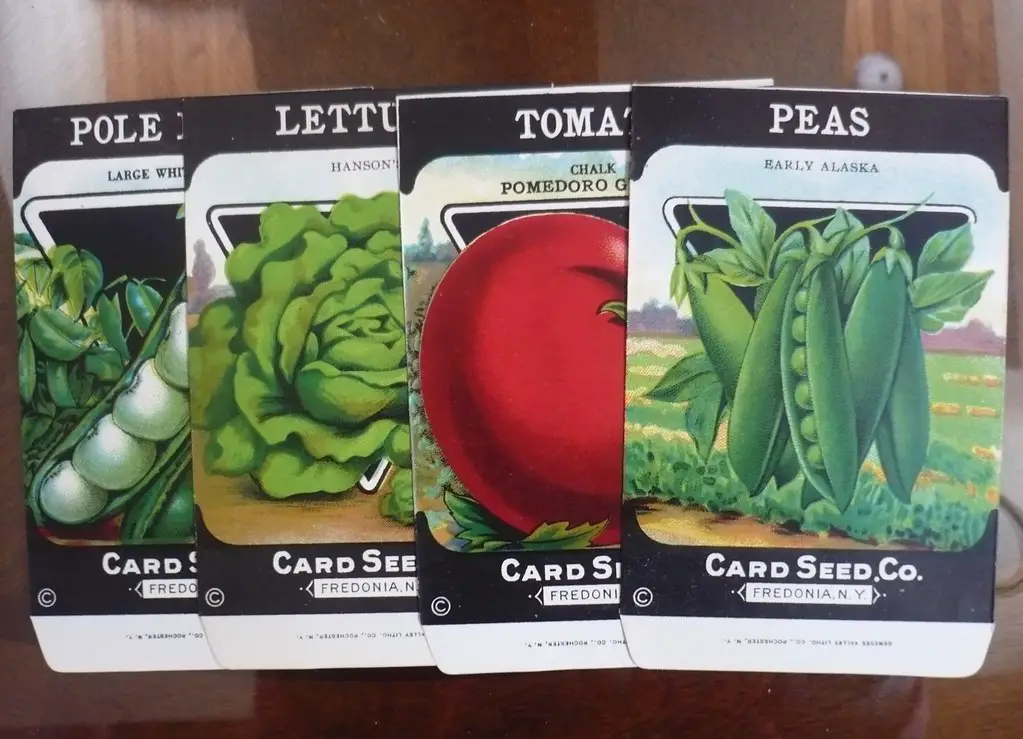 How to Read Seed Packets: Planting Depth, Spacing, and Germination Explained