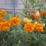 How I Doubled My Harvest Using Companion Planting