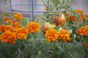 Home 16 How I Doubled My Harvest Using Companion Planting