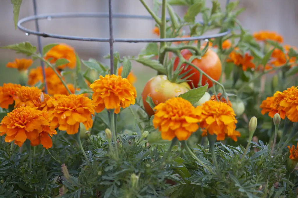 How I Doubled My Harvest Using Companion Planting