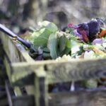 Best Fertilizers for Vegetable Gardens Backed by Horticulture Research