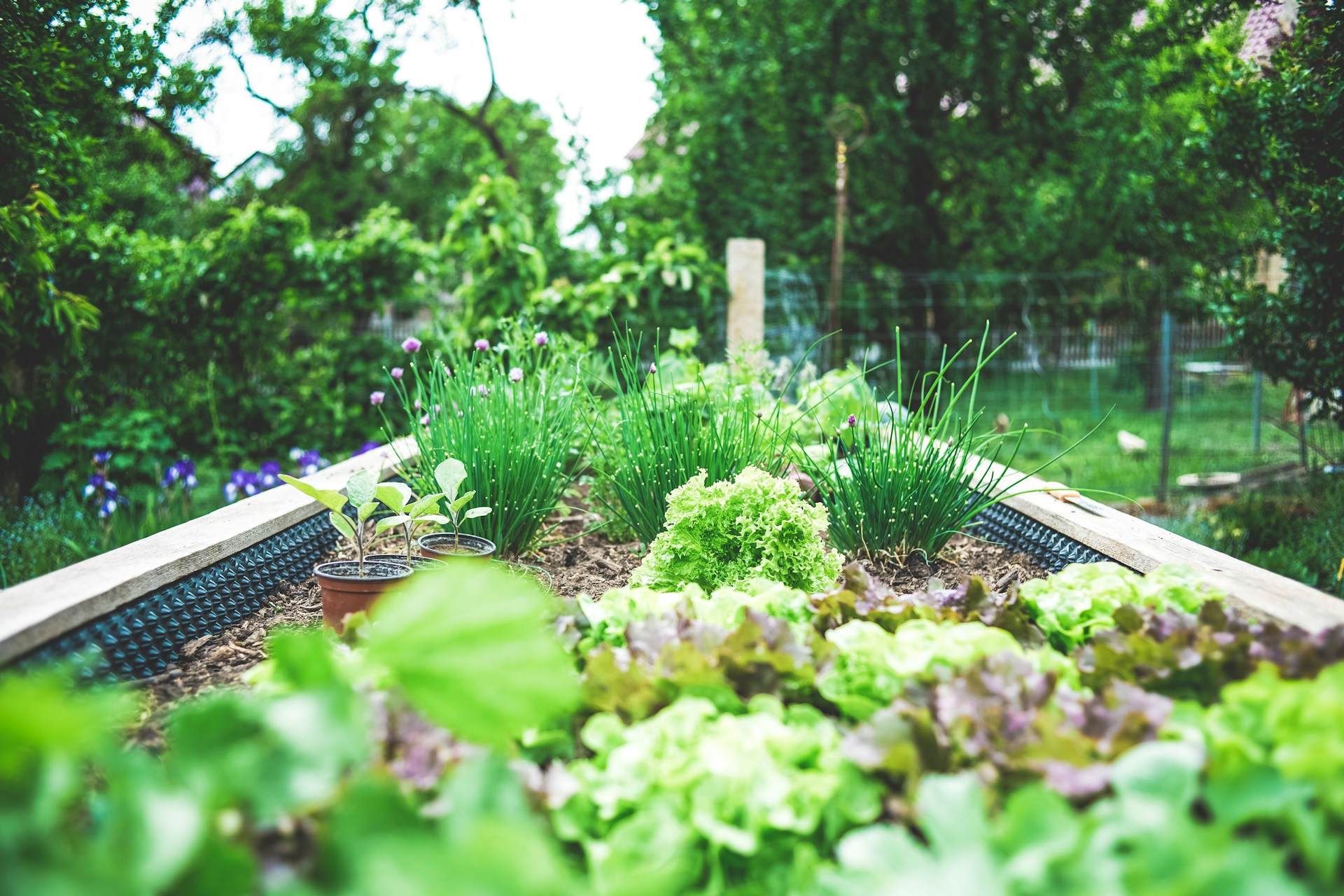 How to Start a Vegetable Garden in Small Spaces: Step-by-Step for Beginners