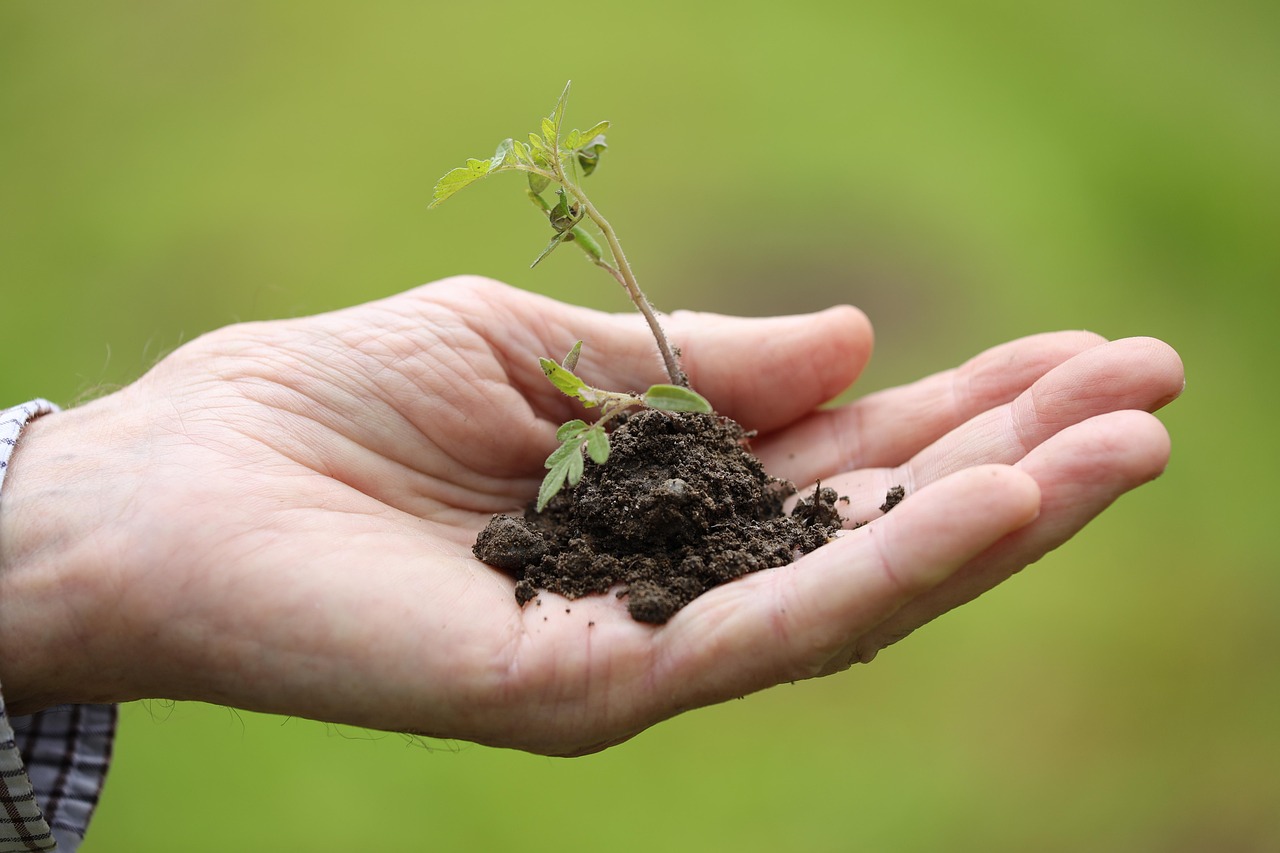 Lessons From My First Year of Organic Gardening