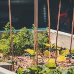 My Step-by-Step Process for Building a Raised Garden Bed on a Budget